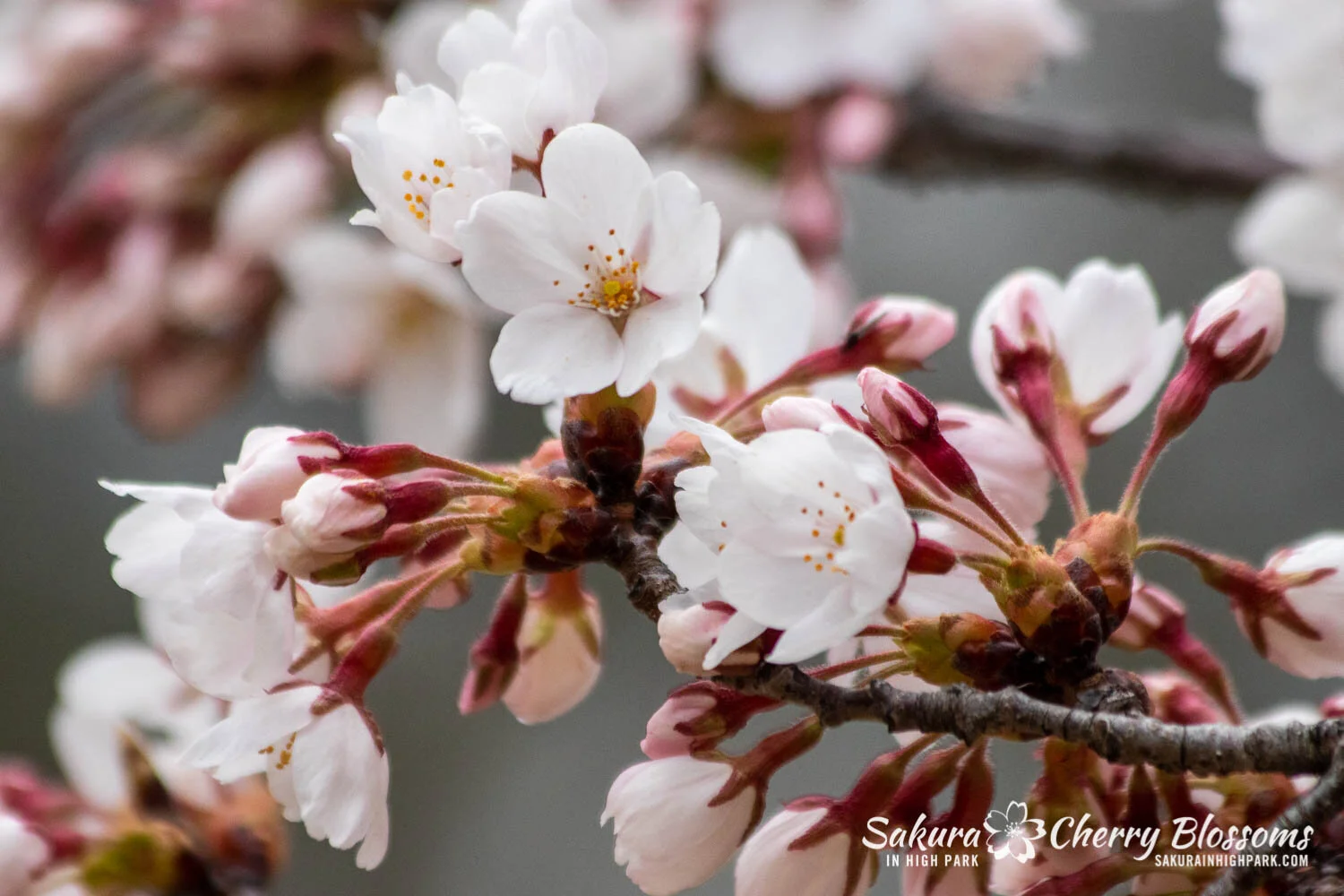 花冷え。開花宣言 Cherry Blossoms Are Blooming CD CDJapan : Kaika Sengen Hanabie. CD Album